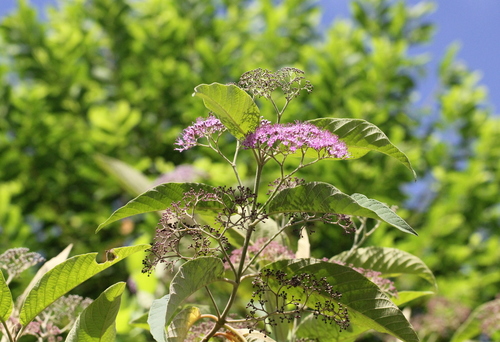 Callicarpa nudiflora, photograph 5