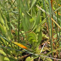 Helichrysum monticola