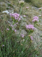 Centranthus angustifolius