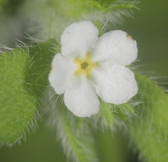 Lithospermum matamorense