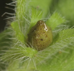 Lithospermum matamorense