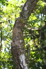 Bulbophyllum elliotii
