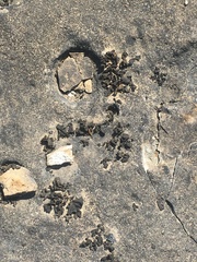 Lathagrium undulatum