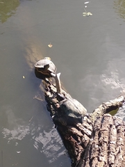 Trachemys scripta elegans