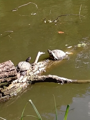 Trachemys scripta elegans