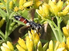 Cylindromyia intermedia