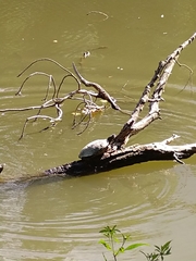 Trachemys scripta elegans