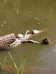 Trachemys scripta elegans