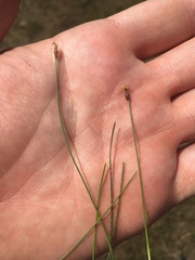 Eleocharis quinqueflora
