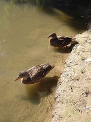 Anas platyrhynchos