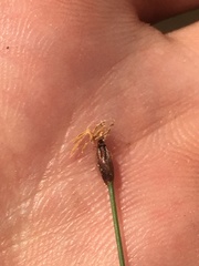 Eleocharis quinqueflora