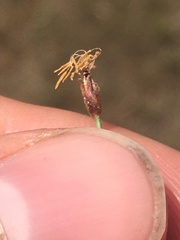 Eleocharis quinqueflora