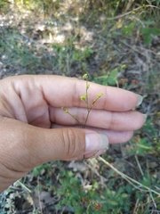 Bupleurum marschallianum