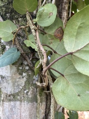 Hedera colchica