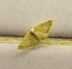 Lomographa indularia