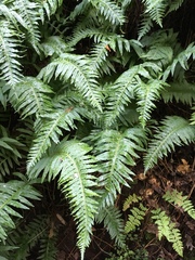 Polypodium glycyrrhiza