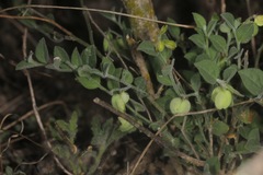 Hebecarpa ovatifolia