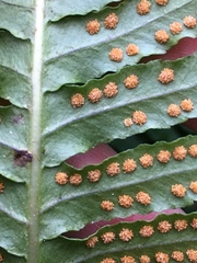 Polypodium glycyrrhiza