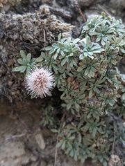 Petrophytum caespitosum caespitosum