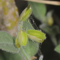 Hebecarpa ovatifolia