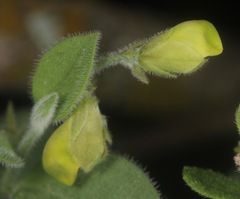 Hebecarpa ovatifolia