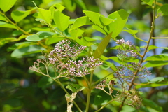 Callicarpa nudiflora
