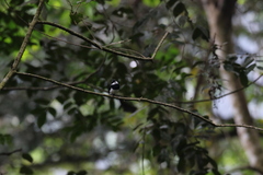 Platysteira castanea