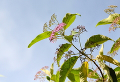 Callicarpa nudiflora