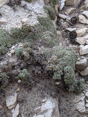 Petrophytum caespitosum caespitosum