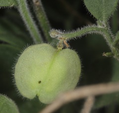 Hebecarpa ovatifolia