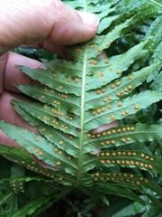 Polypodium glycyrrhiza
