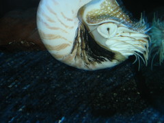 Nautilus pompilius