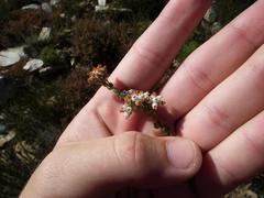 Erica oreotragus