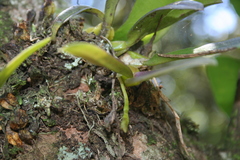 Bulbophyllum elliotii
