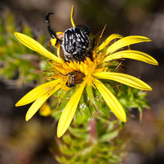 Pachycnema crassipes