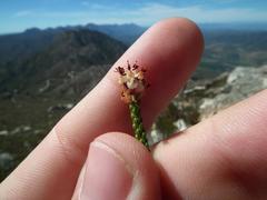 Erica petraea