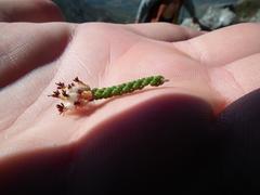 Erica petraea