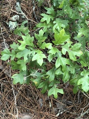 Quercus georgiana