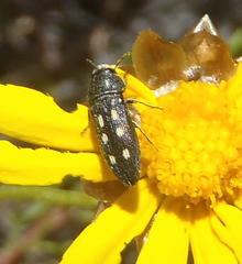 Acmaeodera bistriguttata bistriguttata