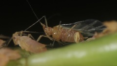 Macrosiphum gaurae