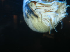 Nautilus pompilius