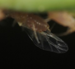 Macrosiphum gaurae