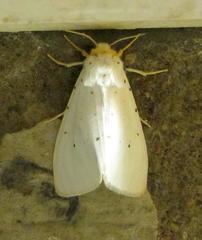 Eyralpenus subluteus