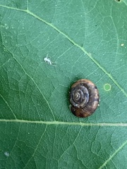 Trochulus striolatus