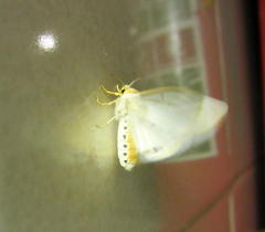 Eyralpenus subluteus