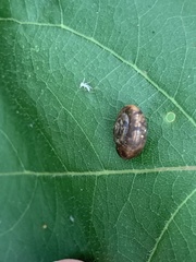 Trochulus striolatus