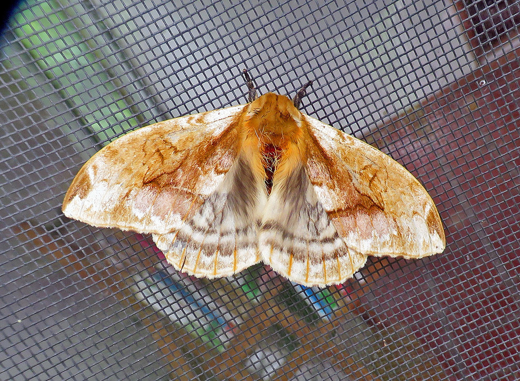Molippa basina