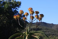 Aloe angelica