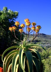 Aloe angelica