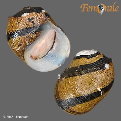 Nérite cornue (escargot corne couronne) (Clithon corona)